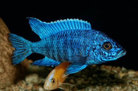 cichlid fish|Top 100 Best Types Of Cichlids (and Picking the Right One).